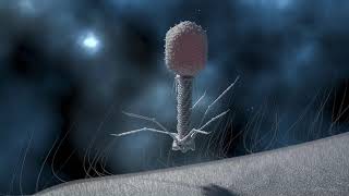 T4 Phage Replication [upl. by Bushey]