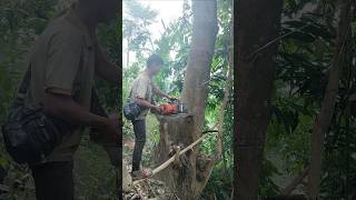 Stihl chainsaw wood cutting down stihl chainsaw woodcutting shorts [upl. by Anahsek]