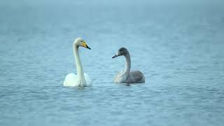 Whooper swan  the national bird of Finland [upl. by Anire]