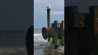 Seagull  Чайка nature природа вода waves океан ocean water волны шумволн seagull чайка [upl. by Agace232]