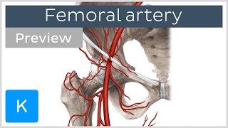 Femoral artery course and branches preview  Human Anatomy  Kenhub [upl. by Gilba74]