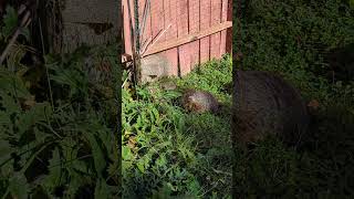 crazy chill woodchuck eats dangerous spiked plant in my backyard garden shorts nature wildlife [upl. by Ogg457]