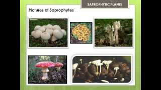 SAPROPHYTIC PLANTS [upl. by Alphonsa]