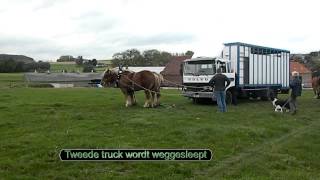 Belgian Draft Horses give assistance to truckers [upl. by Drue]