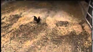 Rooster attacks reporter YouTube [upl. by Noak819]