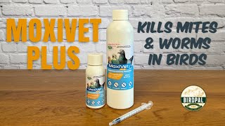 MoxiVet Plus  The Best Treatment for Mites and Worms in Cage Birds Pigeons and Chickens [upl. by Coheman]