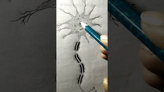 neuron shorts drawing [upl. by Eirallih]