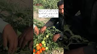 Hybrid Tomato Sultan F1 Seeds By Ch Khair Din amp Sons seeds chkhairdinampsons tomato hybrid [upl. by Yasu]