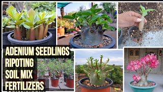 How do you get thick fat caudex in Adenium Adenium seedlings ko jaldi kaise grow kare [upl. by Eilatam283]