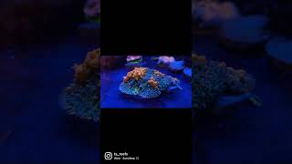 Sunkist video reef fun photography motivation fish love music aquarium [upl. by Elocal]