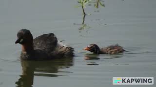 Parent little grebe carrying its chick on its back at vibhuthipura kerelake [upl. by Buroker]