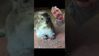 Hyrax 🗞️ hyrax fakenews gopherit  OC squiggythehyrax [upl. by Annaigroeg561]