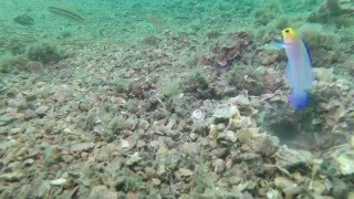 Full Length video  Yellow Headed Jawfish pings Atlantic Longarm Octopus [upl. by Ylagam]