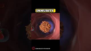 What is the Immune System  shorts overview immunity [upl. by Anelrihs367]