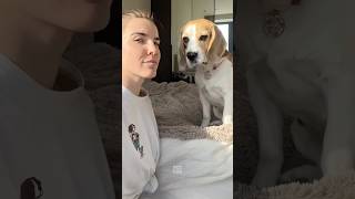 The Funny Animals 🤣😂 funnyanimals funny pets shorts [upl. by Caniff]