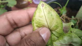 Arrowhead Plant Leaves Turning Brown  Problems and Tips to Resolve [upl. by Hau]