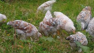 Blue based Swedish 🇸🇪 Flower Hen pullets [upl. by Rox]