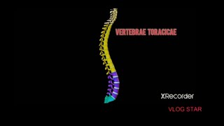 Omurga anatomisi 3 bölüm vertebrae thoracicae [upl. by Aneladgam553]