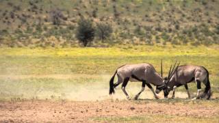 Gemsbok Oryx FightingSlow Motion Kalahari South Africa [upl. by Nairadal164]