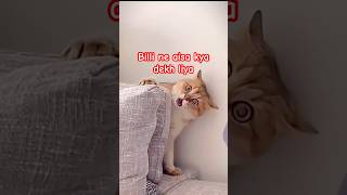 Aisa kya dekh liya billi ne  Cat funny videos shorts happybirthday funny cat cake [upl. by Iv907]