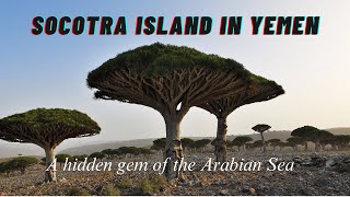 Discover Socotra Island Yemen’s Hidden Gem amp Unique Biodiversity [upl. by Erreid]