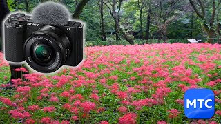 4K 縦型 SONY Creators Cloud Master Cut 手ブレ補正の比較 ZVE10 野川公園自然観察園の彼岸花 [upl. by Shaefer]