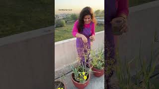 Harvest of Coriander Seeds  Organic Dhania organicgardening [upl. by Noram]