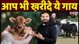 छोटी गाय कैसे ख़रीदें  How to buy Punganur cow  miniature cow  dwarf cow  punganur cow sale Cow [upl. by Enomis807]