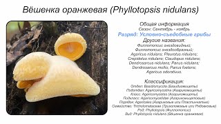 Вёшенка оранжевая Phyllotopsis nidulans [upl. by Beckie792]