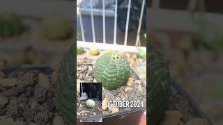 Euphorbia Obesa on october 2024 euphorbia euphorbiaceae [upl. by Luanni]