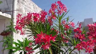 Oleander Plants Care🌸🌸🌸 amp Tips For More Blooming in Pot [upl. by Hudnut]