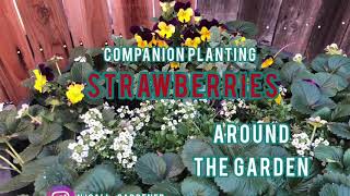 Companion Planting Strawberries Around The Garden [upl. by Klatt]