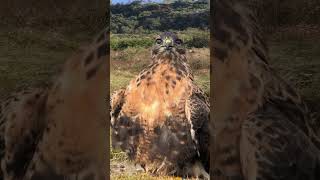 Cool eagle Cool eagle Fantastic animals are here Animal World Animal World Highlights Eagle Anim [upl. by Aivato]