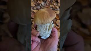 boletus edulis fungi porcini steinpilze cepes [upl. by Koslo]