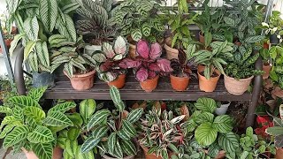 19 Types  Varieties Of Calathea  Prayer plant With Names And Comparison [upl. by Sperry]