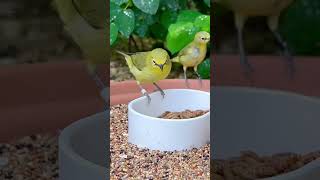 Senegal WhiteEyes  Zosterops  Birds [upl. by Hesther88]