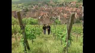 Discover the Wines of Alsace [upl. by Christal]