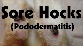 Sore Hocks Pododermatitis [upl. by Nhguavoj]