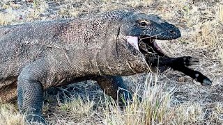 Omg😱Komodo Dragon Almost Vomited Its Prey Back When It Had Difficulty Swallowing a Large Goat [upl. by Merfe]