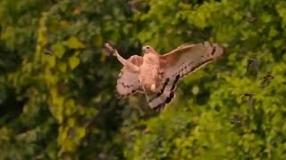 Wallaces hawkeagle Nisaetus nanus🐦🦜🕊️ 🦅🎵❤️ l Birdsgraphy l Beauty of the Nature [upl. by Eanod941]