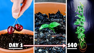 Growing Cherry Tree from Seed Time Lapse 140 Days [upl. by Fadil]