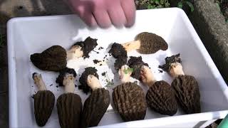 CDLP Culture des morilles avec Condorcet [upl. by Oilasor]