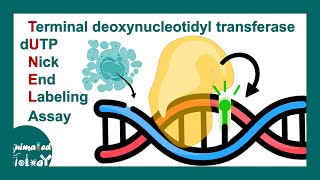 TUNEL assay  Terminal deoxynucleotidyl transferase dUTP nick end labeling TUNEL [upl. by Savdeep]