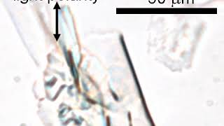 A crystal of azobenzene showing different patterns of flipping motion [upl. by Gilbert]