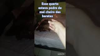 faxina bagunça poeira e moradas de baratas [upl. by Eniamert]