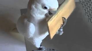 Cockatoos learn to make and use a tool [upl. by Pasol]