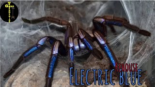 Chilobrachys sp Electric blue beautiful unboxing beauty youtube youtubevideo [upl. by Malita]