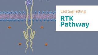 Receptor Tyrosine Kinase signaling pathway 3D animation [upl. by Roath]