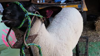 Shearing Sheep And Selling Cows [upl. by Fadil]