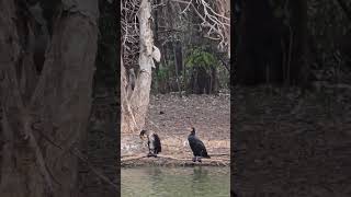 The Great Cormorant birds Australia [upl. by Sherwynd]